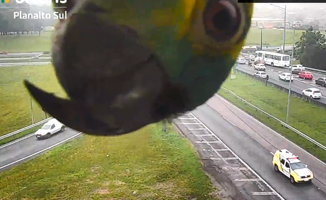 papagaio aparece em sistema de monitoramento de rodovia.