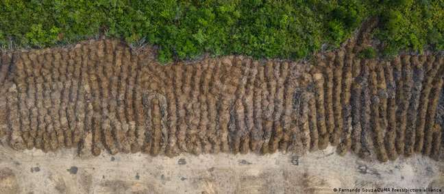 Líderes mundiais se comprometem a encerrar desmatamento até 2030