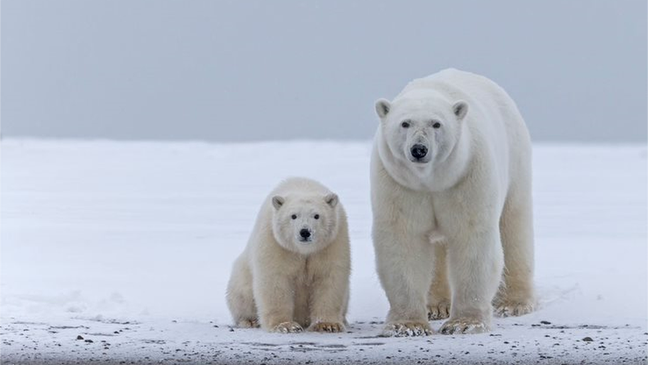 Cientistas canadenses descobriram que o tamanho do urso polar diminuiu - e eles também estão tendo menos filhotes