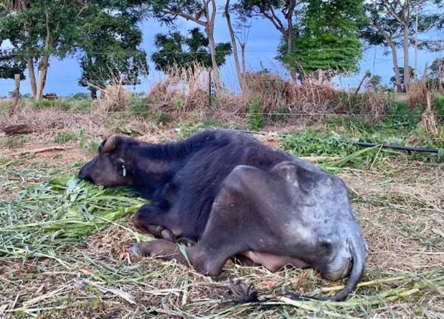 A Polícia Civil de Brotas, interior de São Paulo, investiga denúncia de abandono de 1.056 búfalos e outros animais na fazenda Água Sumida, zona rural do município. Em decorrência da fome e sede, ao menos 22 búfalos já morreram, segundo a denúncia