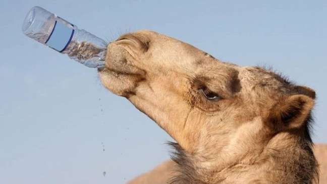Um camelo sedento bebe muita água rapidamente: 10 litros por minuto