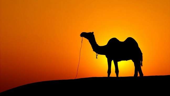 Os camelos conseguem sobreviver a altas temperaturas de dia e muito frio à noite