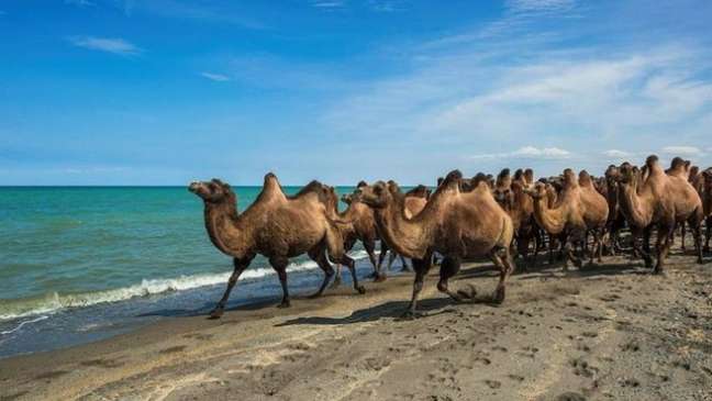 Aqueles chamados apenas camelos têm duas corcovas, enquanto o dromedário possui uma