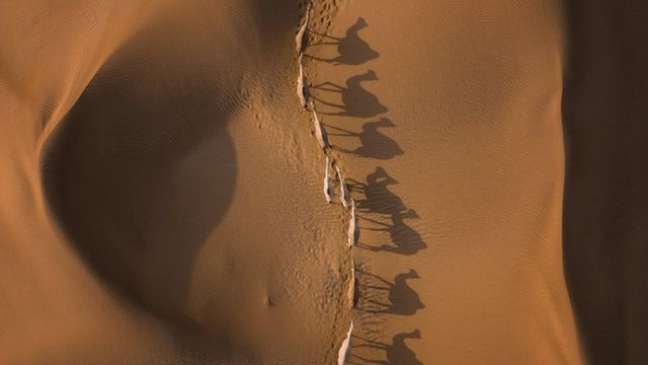 Os camelos conseguem ficar uma semana inteira sem beber água
