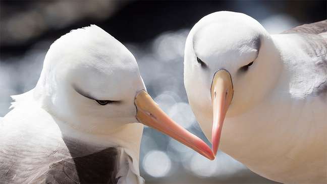 Estudo que acompanhou casais de albatrozes por 15 anos mostrou aumento no percentual de 'divorciados'