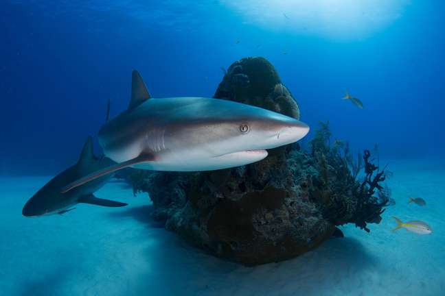 Ambientalistas criticam recompensa para caça de tubarões no litoral de SP