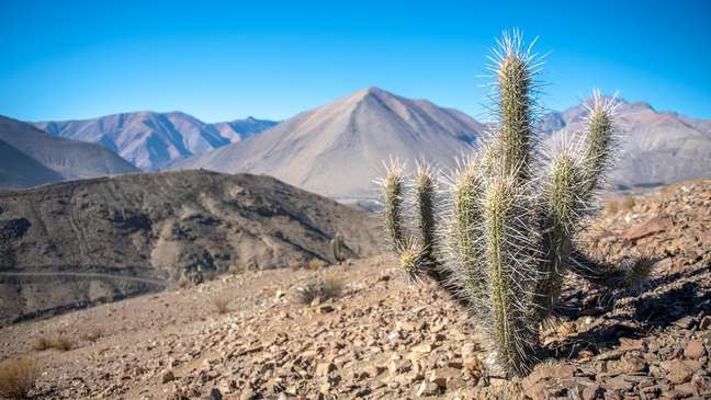 A vida no deserto do Atacama se desenvolve sob condições extremas