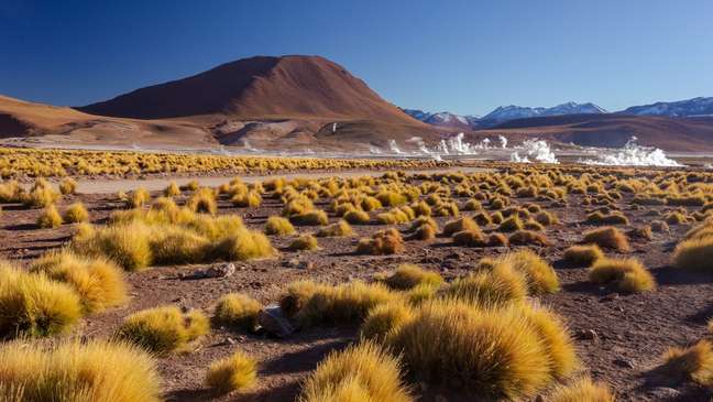 Uma equipe de pesquisadores acredita ter encontrado a chave para a incrível resistência e adaptabilidade das plantas que sobrevivem às condições extremas do Atacama