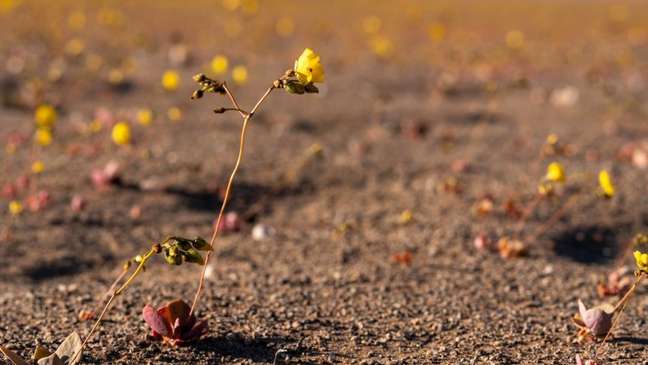 Diversos tipos de plantas crescem no deserto do Atacama
