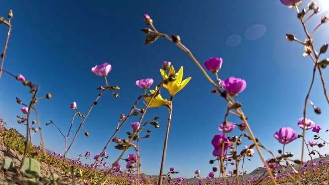 Cientistas querem descobrir o que faz plantas serem capazes de crescer com vigor no Atacama