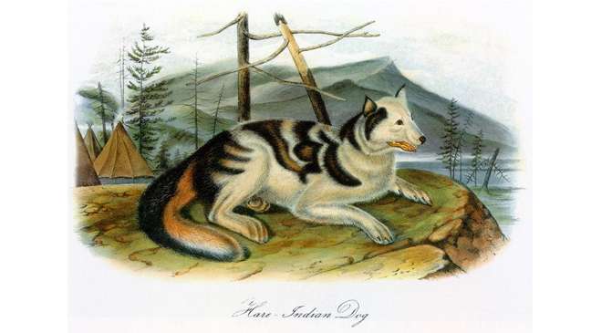 O cão indígena Hare – criado pelos indígenas Hare do norte do Canadá para caçar – foram extintos depois de se misturarem com cães ocidentais no século 19