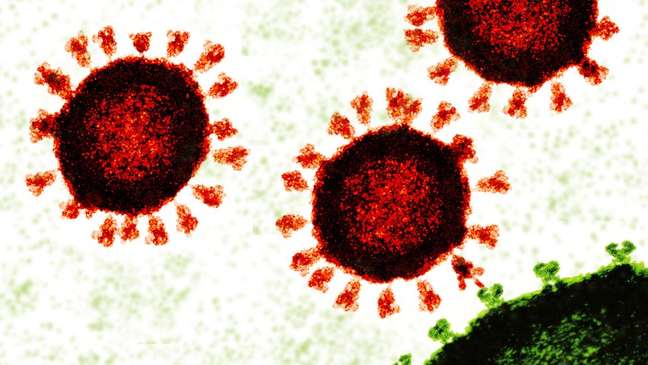 Coronavírus (em vermelho) se liga às células humanas (verde) por meio da proteína S (spike ou espícula)