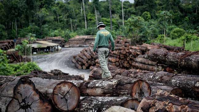 O Ibama apreendeu toneladas de madeira ilegal na terra indígena de Pirititi em 2018
