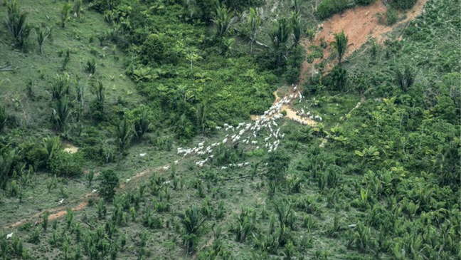 Terras indígenas sofrem pressão de desmatamento e de grileiros