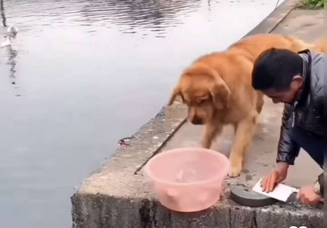 Cão derruba bacia com peixes e impede homem de resgatar animais de rio  