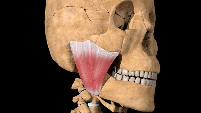 O músculo masseter é o mais proeminente dos músculos da mandíbula