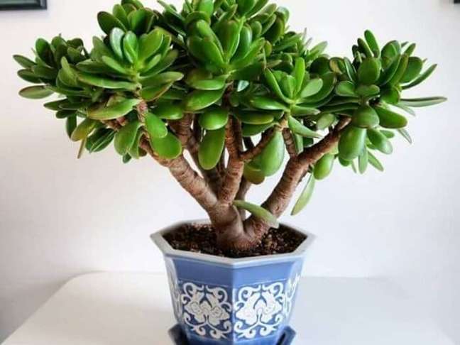 8. Suculentas de sombra: a Planta-jade é uma suculenta de origem africana, também conhecida como a planta da amizade. Fonte