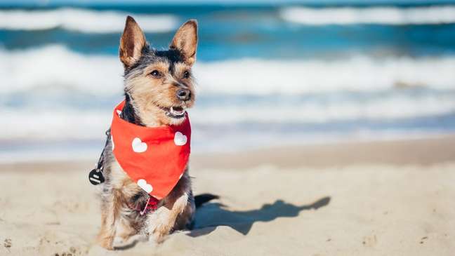 Passe protetor solar para cães e fique de olhos nas regras básicas antes de levar o seu pet para a areia