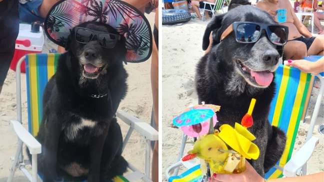 A cadelinha Laika virazilou ao ser mostrada de chapéu e óculos de sol curtindo a praia