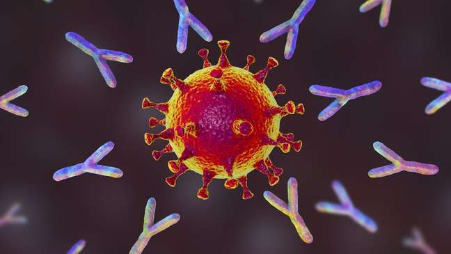 Os anticorpos, em forma de Y, atacam o vírus quando entra no corpo