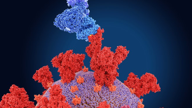 As variantes do coronavírus mais preocupantes trazem mutações na proteína da espícula (a estrutura vermelha da ilustração), que se liga aos receptores das nossas células (azul) e dão início à infecção As variantes do coronavírus mais preocupantes trazem mutações na proteína da espícula (a estrutura vermelha da ilustração), que se liga aos receptores das nossas células (azul) e dão início à infecção
