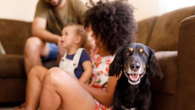 Papel de animais de estimação como membros da família tem desafiado a Justiça Papel de animais de estimação como membros da família tem desafiado a Justiça