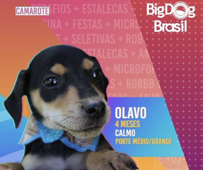 Campanha de adoção de animais é inspirada no 'Big Brother Brasil'  