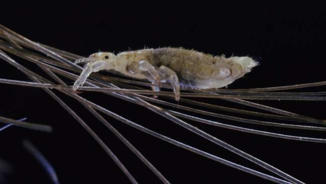 The human louse has very effective methods of clinging to hair and trapping its eggs.