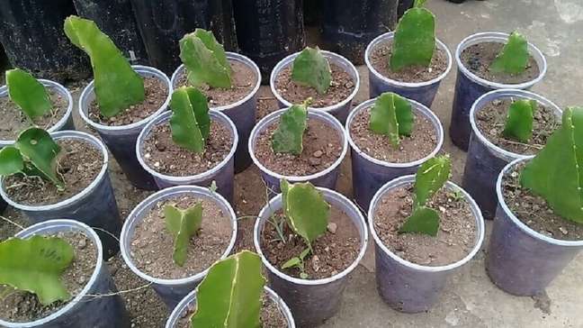 6. Como plantar pé de pitaya em casa. – Fonte: Onda Poços