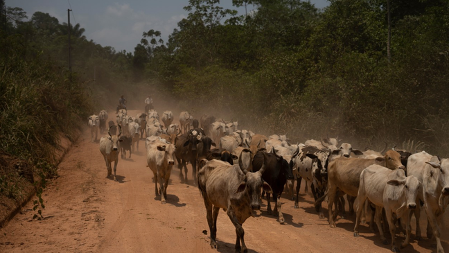 O Brasil tem mais gado que qualquer outro país, mas apenas uma parcela da população tem condições de comprar carne bovina