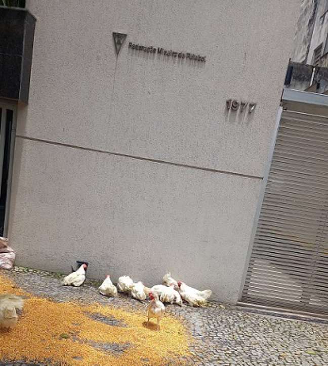 Os cruzeirenses foram à sede da FMF com galinhas e milho para protestar contra a tabela da Raposa no Estadual (Reprodução/Redes Sociais)
