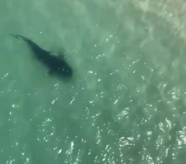 Tubarão foi visto próximo à faixa de areia em Saquarema