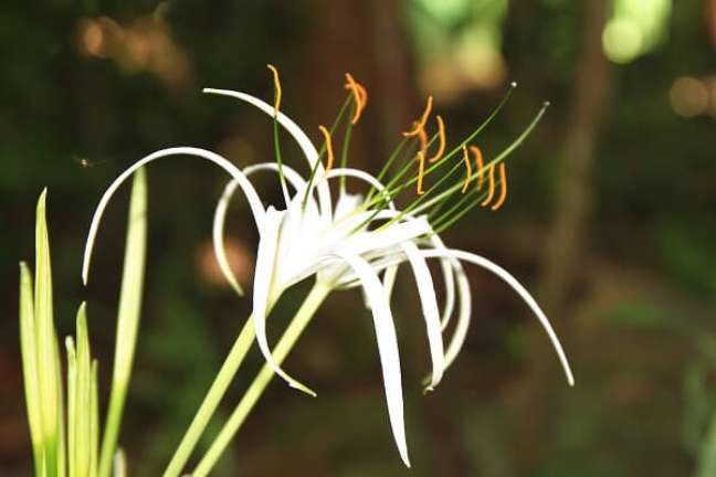1. Aprenda como cultivar a flor lírio aranha branco no jardim de casa – Foto iStock