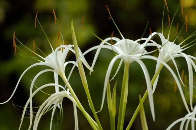 6. Flor lírio aranha para jardim – Foto iStock
