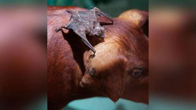 Morcegos podem transmitir a raiva entre humanos e outros animais
