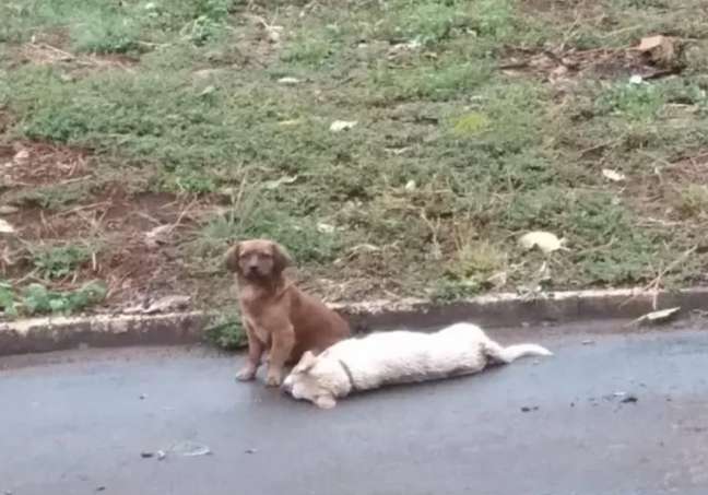 Animal ficou mais de 24 horas ao lado do cão atropelado