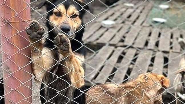 Cachorro em abrigo apoiado pela IFAW na Ucrânia