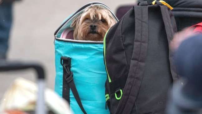 Cachorro é transportado pelos donos dentro de mochila