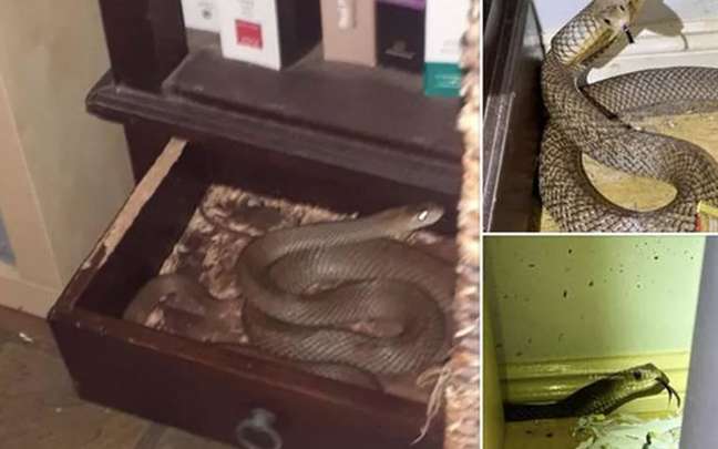 Mulher encontrou cobra durante faxina