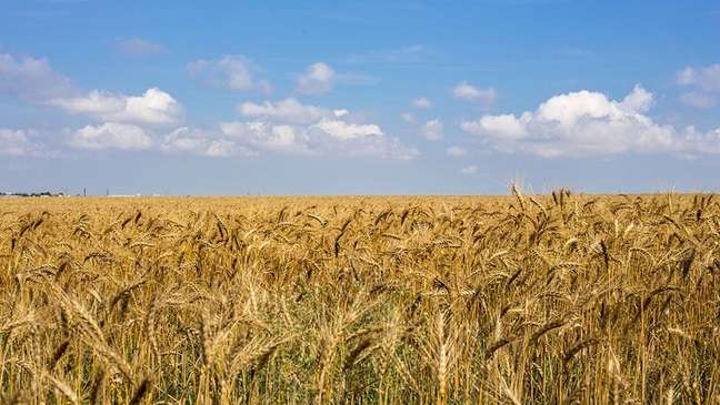Rússia e Ucrânia, o "celeiro da Europa", representam 29% das exportações globais de trigo