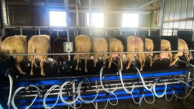 Bryn soube pela primeira vez sobre uso de soro de ovelha para fazer destilados na Nova Zelândia