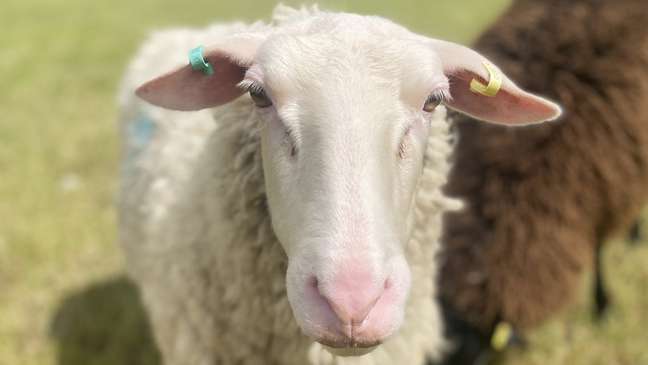 Bryn e sua mulher, Rebecca, mantêm ovelhas holandesas por causa de sua maior produção de leite