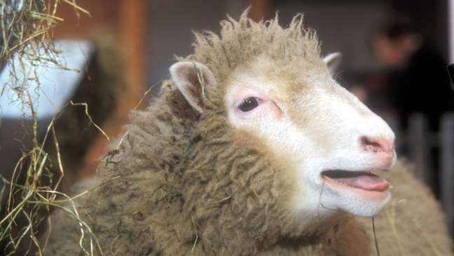 A ovelha Dolly foi clonada para encontrar a cura para doenças relacionadas ao envelhecimento