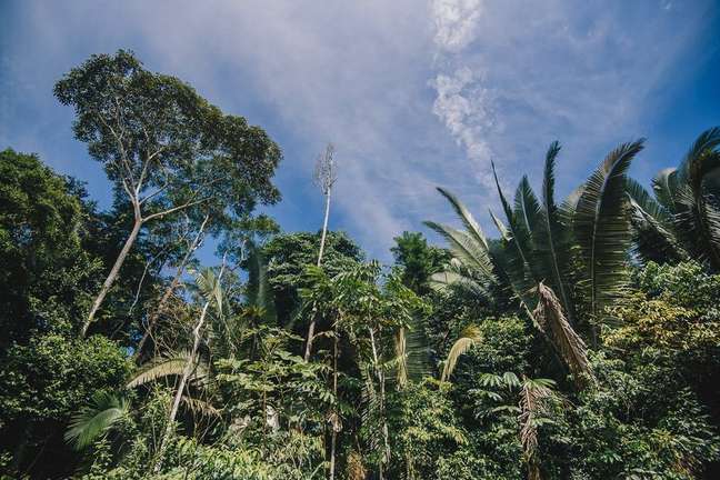 Áreas de cafezal são beneficiadas pela proximidade com a floresta Áreas de cafezal são beneficiadas pela proximidade com a floresta