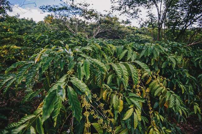 Expectativa é ampliar área produtiva para mais 600 hectares em uma década Expectativa é ampliar área produtiva para mais 600 hectares em uma década