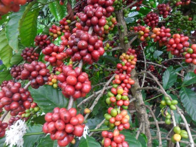 Planta já é cultivada por cerca de 50 famílias de Apuí Planta já é cultivada por cerca de 50 famílias de Apuí