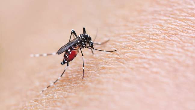 Surto de dengue gera alerta para saúde pública