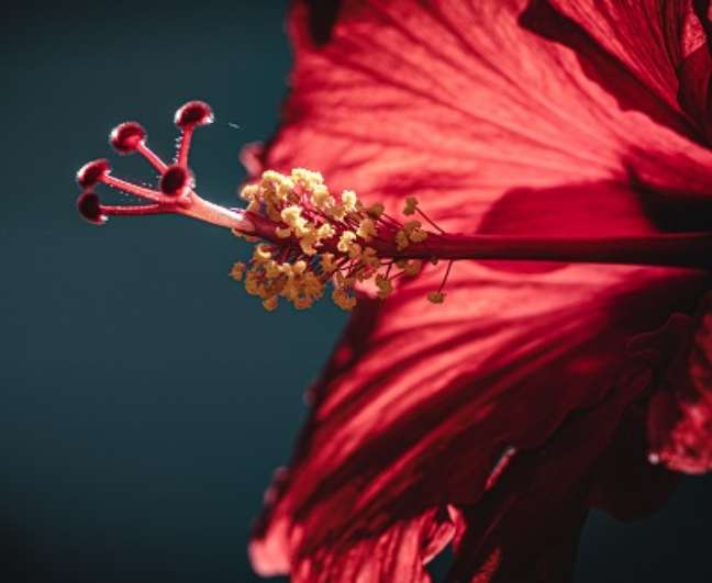 flor hibisco