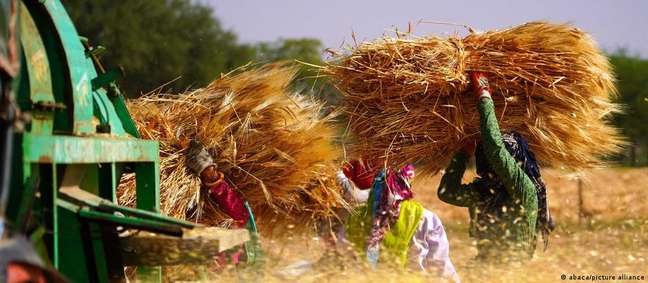 Índia colhe anualmente cerca de 107 milhões de toneladas de trigo, o que representa 13,5% da produção mundial
