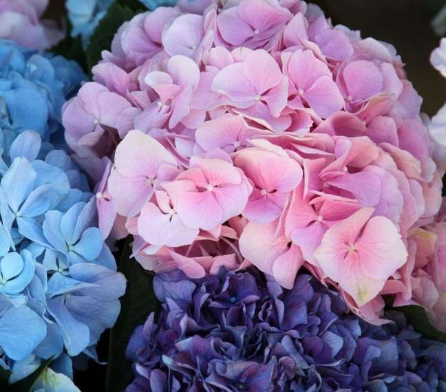 A Hortênsia é uma flor muito fácil de cultivar - Shutterstock